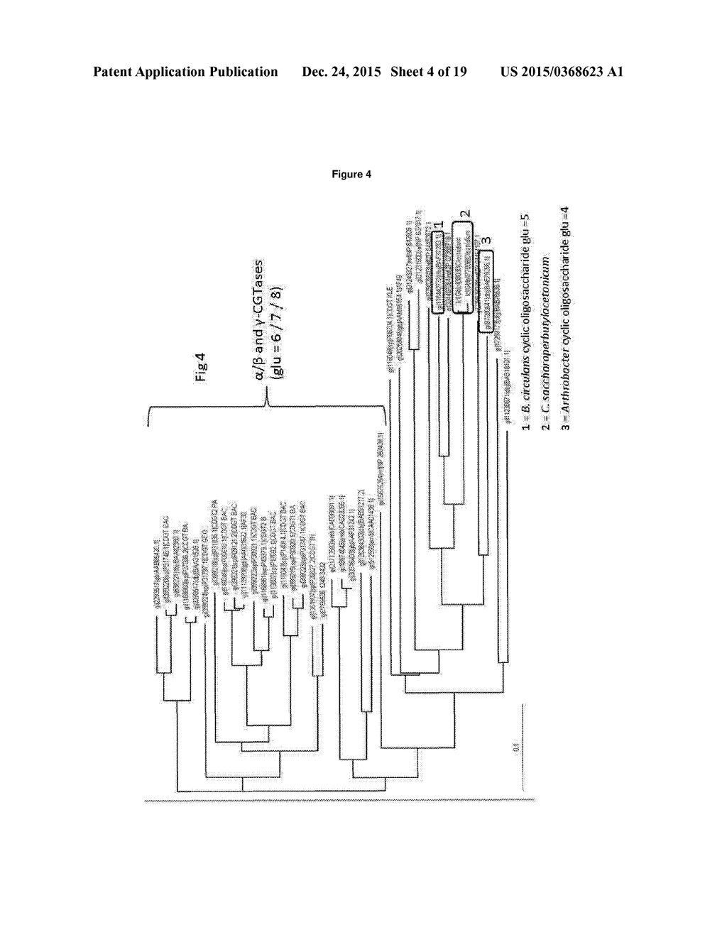 CYCLODEXTRIN GLUCANOTRANSFERASE - diagram, schematic, and image 05