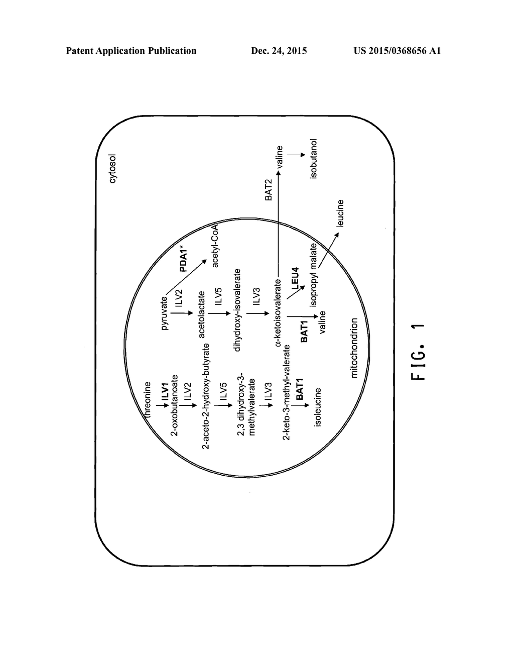 INCREASED PRODUCTION OF ISOBUTANOL IN YEAST WITH REDUCED MITOCHONDRIAL     AMINO ACID BIOSYNTHESIS - diagram, schematic, and image 02