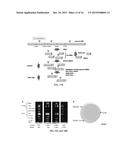 METHODS FOR CLOSED CHROMATIN MAPPING AND DNA METHYLATION ANALYSIS FOR     SINGLE CELLS diagram and image