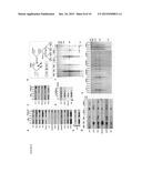 USE OF RNA REMOVAL TO INITIATE PROTEIN AGGREGATION diagram and image