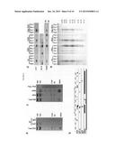 USE OF RNA REMOVAL TO INITIATE PROTEIN AGGREGATION diagram and image