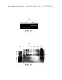 Polypeptide Immobilization diagram and image