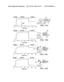 Polypeptide Immobilization diagram and image