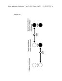 STABLE TRANSFORMATION OF A POPULATION AND A METHOD OF BIOCONTAINMENT USING     HAPLOINSUFFICIENCY AND UNDERDOMINANCE PRINCIPLES diagram and image