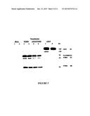 ANTI-PROPROTEIN CONVERTASE SUBTILISIN KEXIN TYPE 9 (ANTI-PCSK9) COMPOUNDS     AND METHODS OF USING THE SAME IN THE TREATEMNT AND/OR PREVENTION OF     CARDIOVASCULAR DISEASES diagram and image