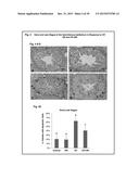 COMPOSITIONS AND METHODS FOR REDUCING GERM CELL DEATH diagram and image