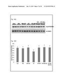 COMPOSITIONS AND METHODS FOR REDUCING GERM CELL DEATH diagram and image