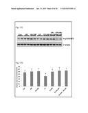 COMPOSITIONS AND METHODS FOR REDUCING GERM CELL DEATH diagram and image