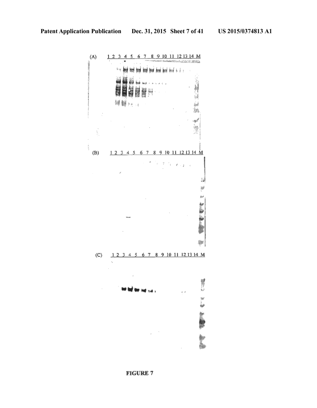 FUNCTIONAL INFLUENZA VIRUS LIKE PARTICLES (VLPs) - diagram, schematic, and image 08