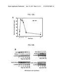 AAV VECTORS EXPRESSING SEC10 FOR TREATING KIDNEY DAMAGE diagram and image