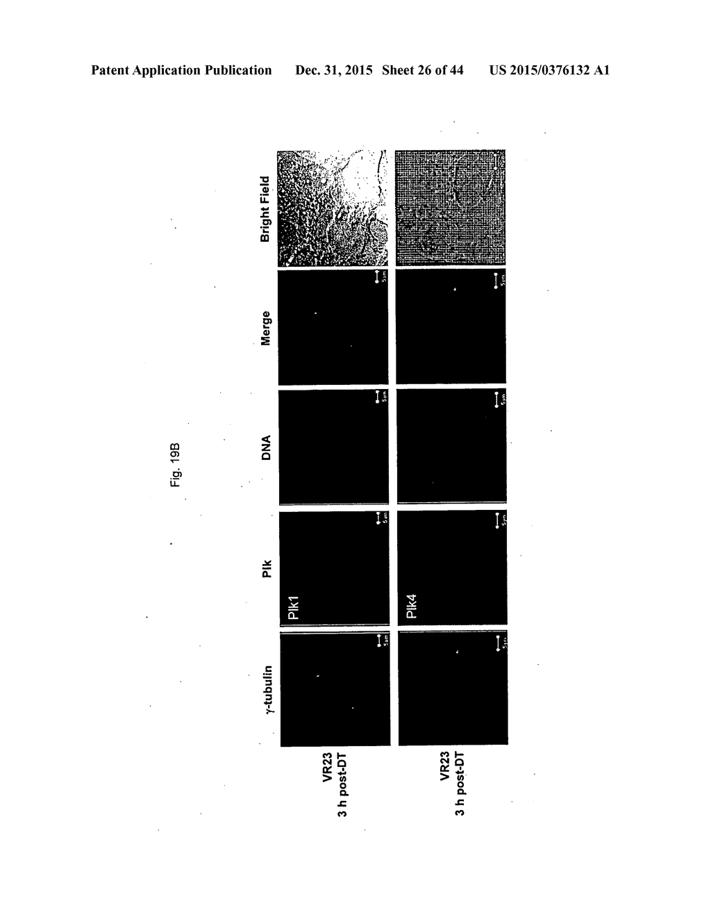 Quinoline Sulfonyl Derivatives And Uses Thereof - diagram, schematic, and image 27