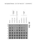 USE OF P3 OF BACTERIOPHAGE FUSION PROTEINS AS AMYLOID BINDING AGENTS diagram and image