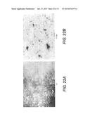 USE OF P3 OF BACTERIOPHAGE FUSION PROTEINS AS AMYLOID BINDING AGENTS diagram and image