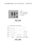 USE OF P3 OF BACTERIOPHAGE FUSION PROTEINS AS AMYLOID BINDING AGENTS diagram and image