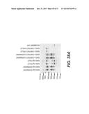 USE OF P3 OF BACTERIOPHAGE FUSION PROTEINS AS AMYLOID BINDING AGENTS diagram and image