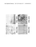 USE OF P3 OF BACTERIOPHAGE FUSION PROTEINS AS AMYLOID BINDING AGENTS diagram and image