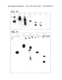 Method for Inducing Formation of Neurons from Embryonal Stem Cells diagram and image