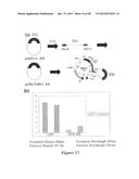 Method for Inducing Formation of Neurons from Embryonal Stem Cells diagram and image