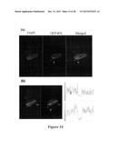 Method for Inducing Formation of Neurons from Embryonal Stem Cells diagram and image