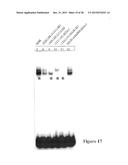 Method for Inducing Formation of Neurons from Embryonal Stem Cells diagram and image