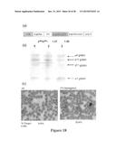 Method for Inducing Formation of Neurons from Embryonal Stem Cells diagram and image