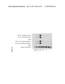 Stable Form Of Signal Converting Protein Fusion Proteins, And Methods Of     Use And Preparation Thereof diagram and image