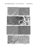 WEATHERABILITY AND DURABILITY OF LOW-DENSITY POLYETHYLENE NANOCOMPOSITES     WITH CLAY, SILICA AND ZINC OXIDE diagram and image