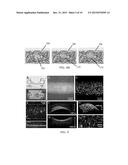 Method for Engineering Three-Dimensional Synthetic Vascular Networks     Through Mechanical Micromachining and Mutable Polymer Micromolding diagram and image