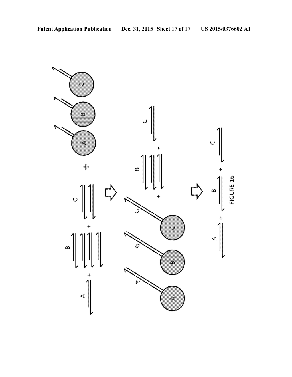 Compositions and Methods for Multiplex Nucleic Acids Synthesis - diagram, schematic, and image 18