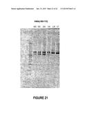 ANTISENSE OLIGONUCLEOTIDES FOR INDUCING EXON SKIPPING AND METHODS OF USE     THEREOF diagram and image