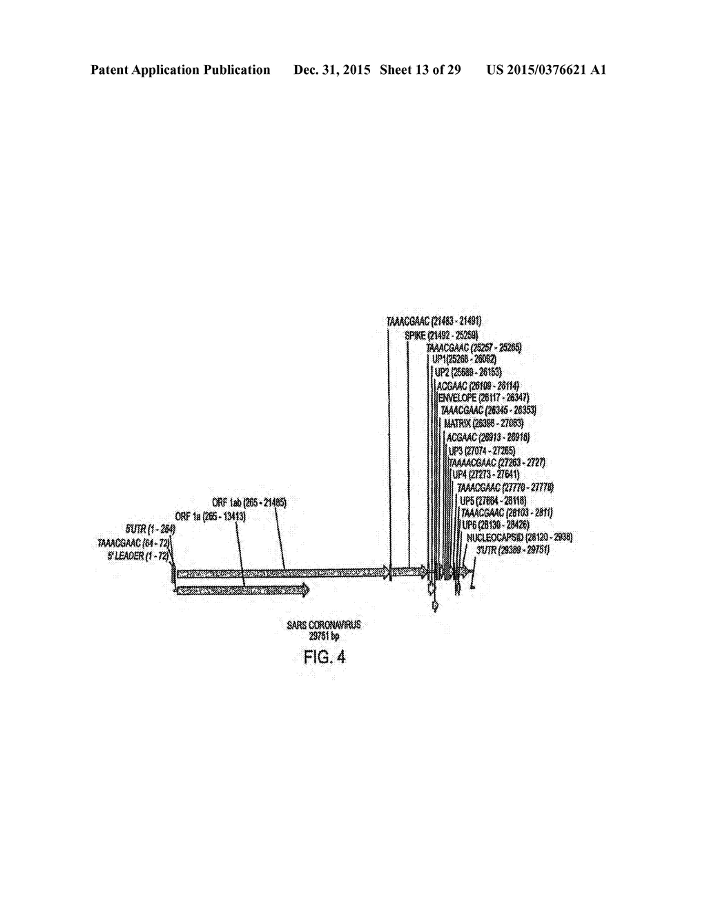 MODIFIED SMALL INTERFERING RNA MOLECULES AND METHODS OF USE - diagram, schematic, and image 14