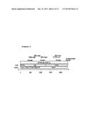 ANTISENSE OLIGONUCLEOTIDES DIRECTED AGAINST CONNECTIVE TISSUE GROWTH     FACTOR AND USES THEREOF diagram and image