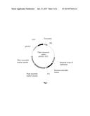 PLANTS HAVING ENHANCED YIELD-RELATED TRAITS AND METHOD FOR MAKING THE SAME diagram and image