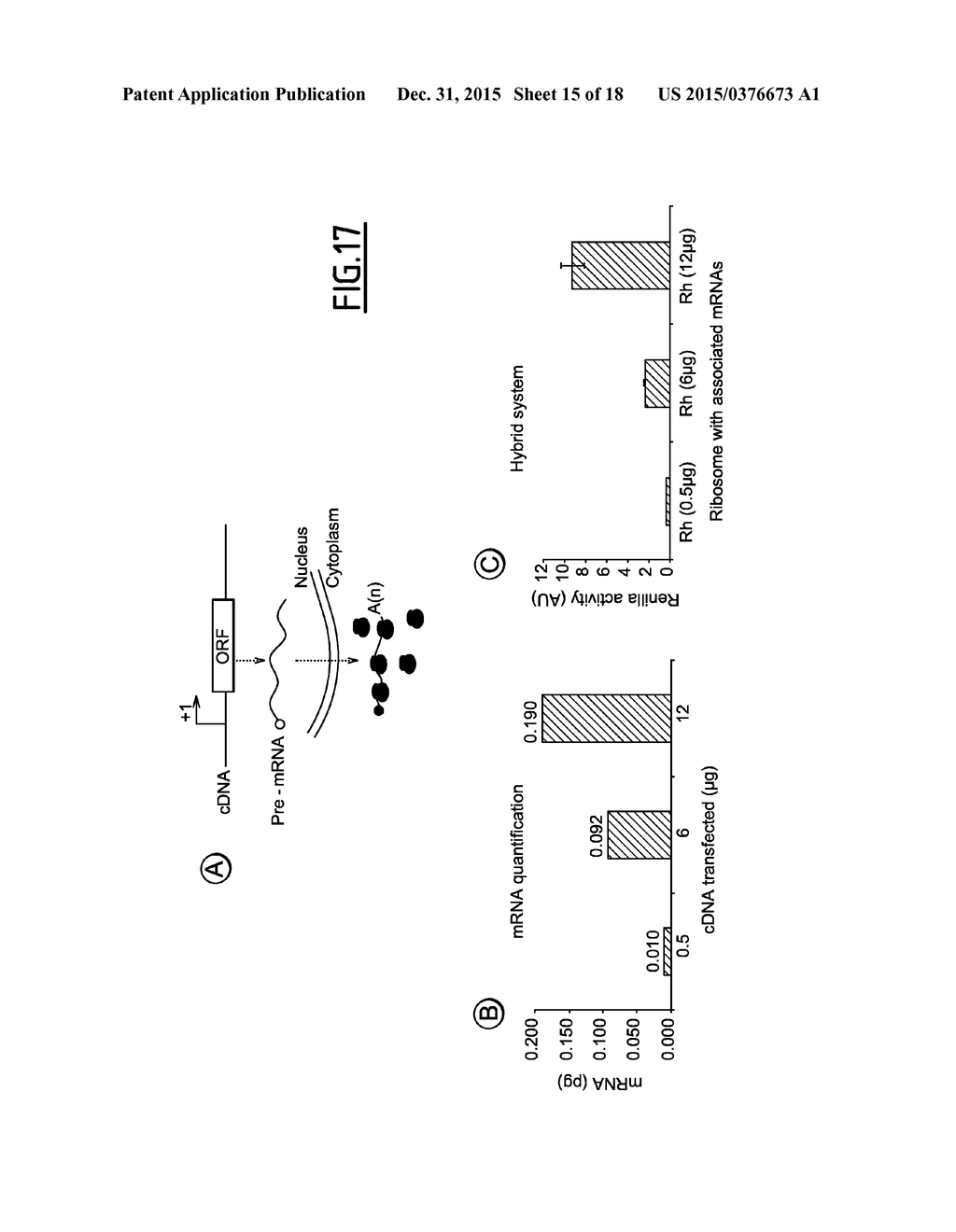 Cell-Free Translation System - diagram, schematic, and image 16