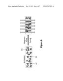 ANISOTROPIC CONDUCTIVE DIELECTRIC LAYER FOR ELECTROPHORETIC DISPLAY diagram and image