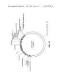 TOPICAL COMPOSITION COMPRISING TRANSFORMED BACTERIA EXPRESSING A COMPOUND     OF INTEREST diagram and image