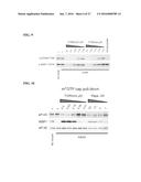 MTOR MODULATORS AND USES THEREOF diagram and image