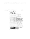 MTOR MODULATORS AND USES THEREOF diagram and image