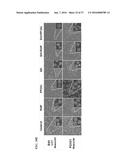 MTOR MODULATORS AND USES THEREOF diagram and image