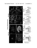 PAR1 MODULATION TO ALTER MYELINATION diagram and image
