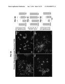 PAR1 MODULATION TO ALTER MYELINATION diagram and image