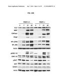 PAR1 MODULATION TO ALTER MYELINATION diagram and image