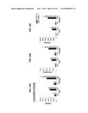 PAR1 MODULATION TO ALTER MYELINATION diagram and image