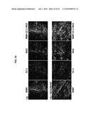 PAR1 MODULATION TO ALTER MYELINATION diagram and image