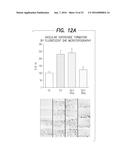 PHARMACEUTICAL COMPOSITION, METHODS FOR TREATING AND USES THEREOF diagram and image