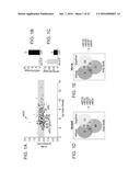 MICRO-RNAS AND COMPOSITIONS COMPRISING SAME FOR THE TREATMENT AND     DIAGNOSIS OF SEROTONIN-, ADRENALIN-, NORADRENALIN-, GLUTAMATE-, AND     CORTICOTROPIN-RELEASING HORMONE- ASSOCIATED MEDICAL CONDITIONS diagram and image