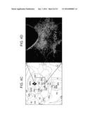 MICRO-RNAS AND COMPOSITIONS COMPRISING SAME FOR THE TREATMENT AND     DIAGNOSIS OF SEROTONIN-, ADRENALIN-, NORADRENALIN-, GLUTAMATE-, AND     CORTICOTROPIN-RELEASING HORMONE- ASSOCIATED MEDICAL CONDITIONS diagram and image