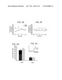 MICRO-RNAS AND COMPOSITIONS COMPRISING SAME FOR THE TREATMENT AND     DIAGNOSIS OF SEROTONIN-, ADRENALIN-, NORADRENALIN-, GLUTAMATE-, AND     CORTICOTROPIN-RELEASING HORMONE- ASSOCIATED MEDICAL CONDITIONS diagram and image