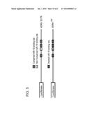 MICRO-RNAS AND COMPOSITIONS COMPRISING SAME FOR THE TREATMENT AND     DIAGNOSIS OF SEROTONIN-, ADRENALIN-, NORADRENALIN-, GLUTAMATE-, AND     CORTICOTROPIN-RELEASING HORMONE- ASSOCIATED MEDICAL CONDITIONS diagram and image