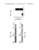 MICRO-RNAS AND COMPOSITIONS COMPRISING SAME FOR THE TREATMENT AND     DIAGNOSIS OF SEROTONIN-, ADRENALIN-, NORADRENALIN-, GLUTAMATE-, AND     CORTICOTROPIN-RELEASING HORMONE- ASSOCIATED MEDICAL CONDITIONS diagram and image